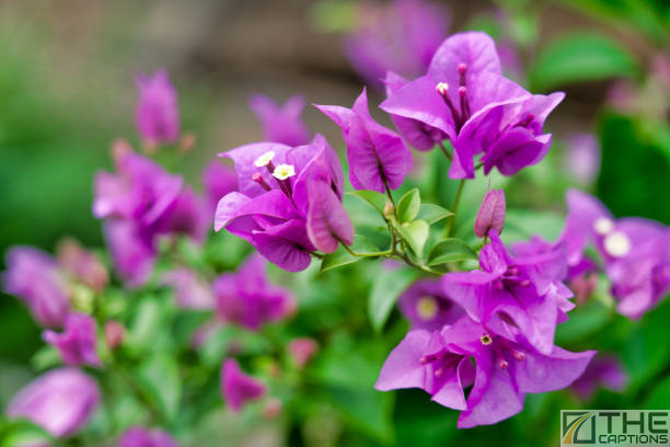 Bougainvillea Flower Captions For Instagram