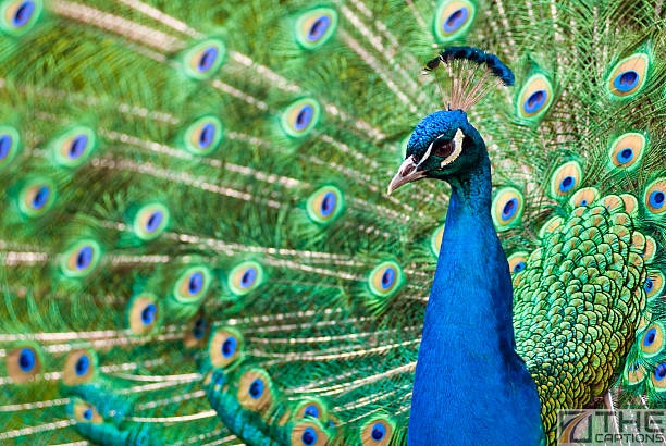 Peacock Captions For Instagram