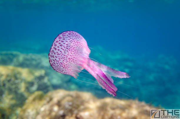 Jellyfish Captions For Instagram