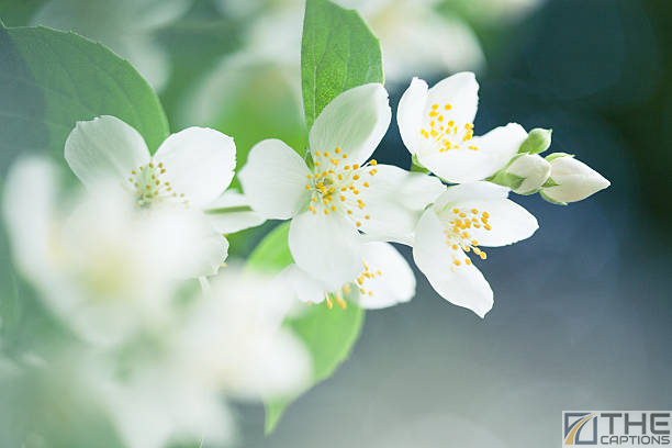 White Flower Captions For Instagram