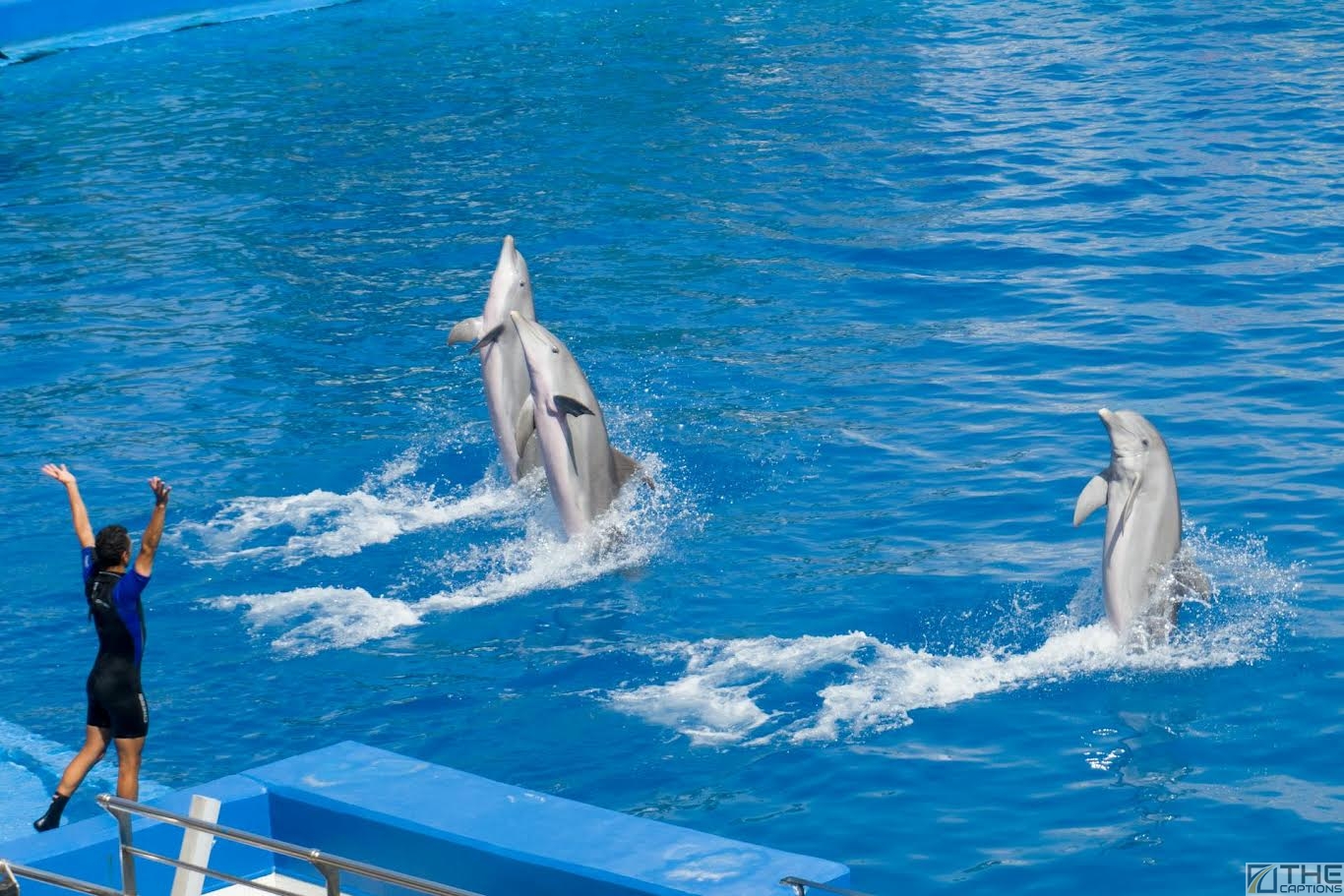 Fascinating Dolphin Behaviours You’ll See on a Dolphin Cruise